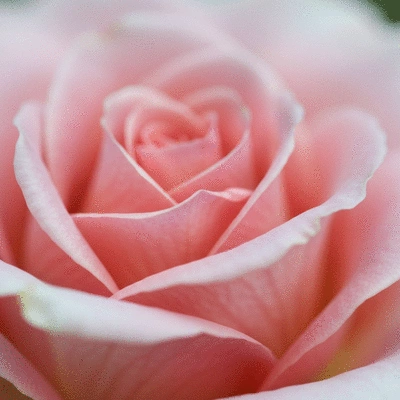 Man applying hair treatment to his scalp