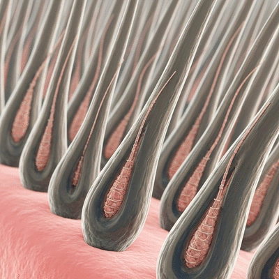 Microscopic view of hair follicles and genetic strands
