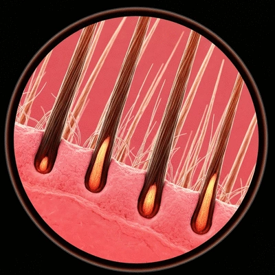Microscopic view of hair follicles in the anagen phase, showing active growth