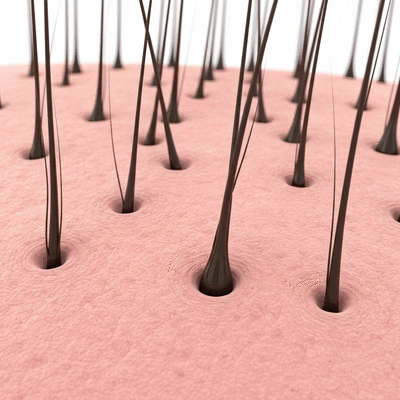 Microscopic view of healthy hair follicles growing on a scalp, detailed and scientific, no text, no words, no typography, clean image